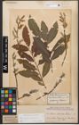 Foto von Salix caprea L. x Salix purpurea L.